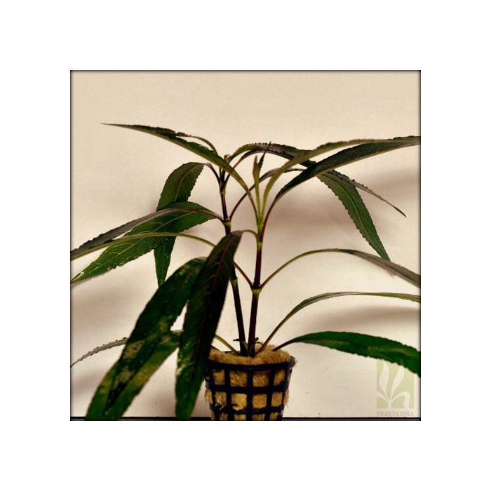 Hygrophilla angustifolia