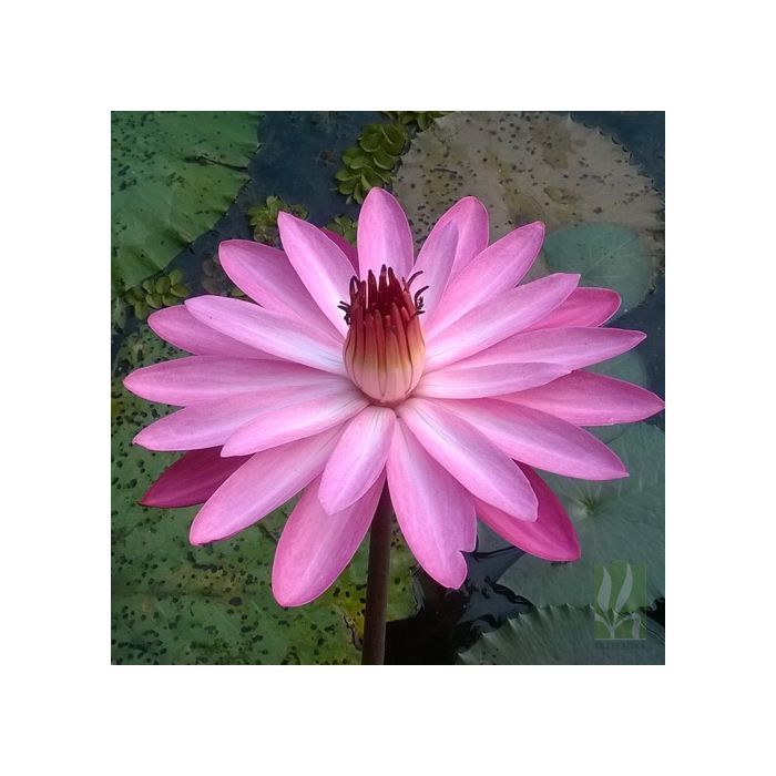 Nymphaea pubescens - Pink Flower