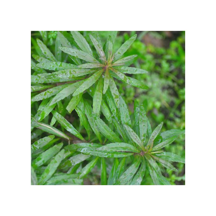 Pogostemon stellatus- Broad leaf -Purple