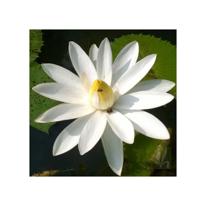 Nymphaea pubescens  - White Big flower