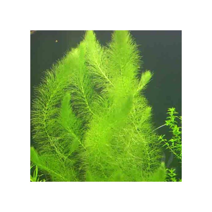 Myriophyllum scabratum -Green