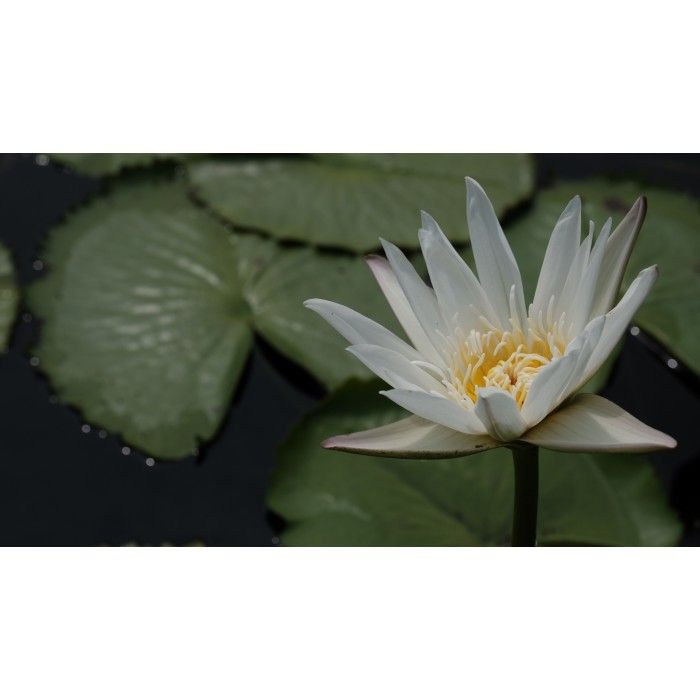 Nymphaea capensis 'White Flower' (Green leaves)